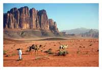 Day Tour to Petra and Wadi Rum
